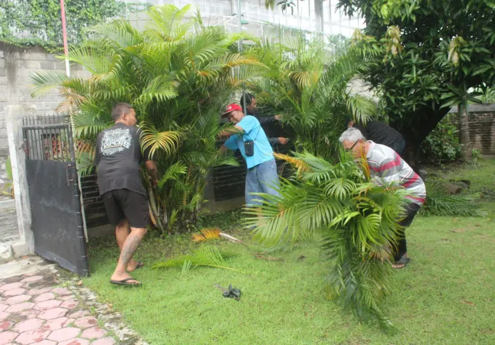 Mengumpulkan Daun Palma